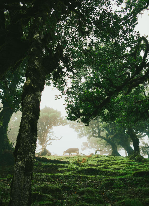 A3 Wall Print: Misty Fanal (325x480mm)