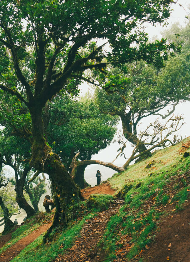 A3 Wall Print: The Magic of Fanal (325x480mm)