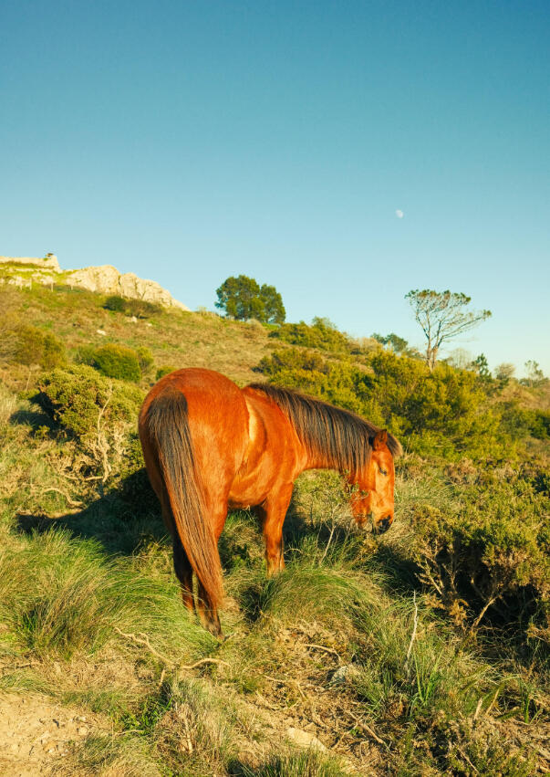 A3 Wall Print: Roaming Horse in Sintra (325x480mm)