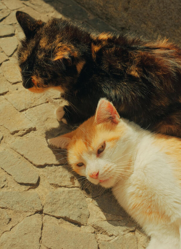 A3 Wall Print: The Cats of Jardim do Mar (325x480mm)